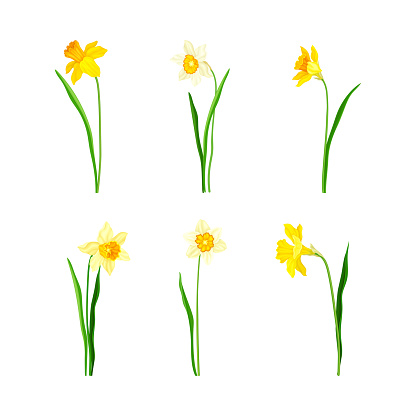 Narcissus as Spring Flowering Perennial Plant with White and Yellow Flowers and Leafless Flower Stem Vector Set. Daffodil or Jonquil as Bulbiferous Herbaceous Species Concept