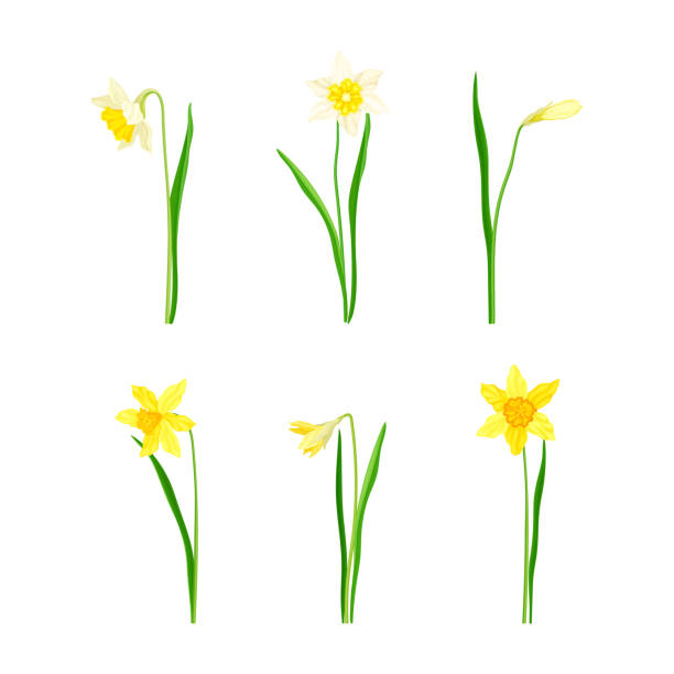 narzisse als frühlingsblühende mehrjährige pflanze mit weißen und gelben blüten und blattlosem blütenstiel-vektor-set - daffodil stem yellow spring stock-grafiken, -clipart, -cartoons und -symbole