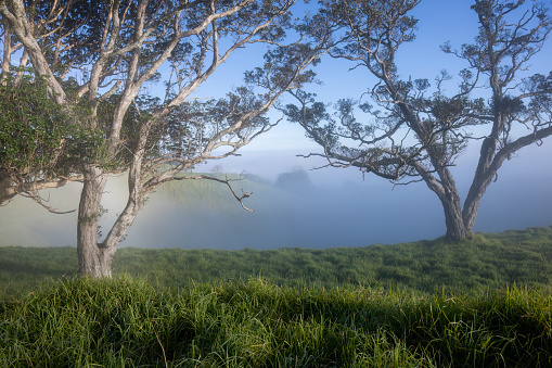 Trees in the fog at Mt Eden summit, Auckland