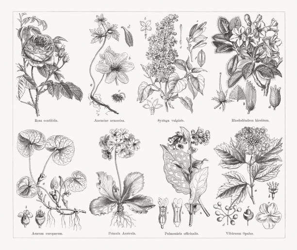 유용하고 약용 식물, 나무 조각, 1884 년에 출판 - white background plant flower herb stock illustrations