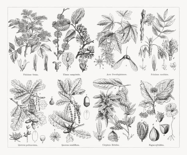 Deciduous trees, wood engravings, published in 1884 Deciduous trees, top: Manna ash (Fraxinus ornus), a-flowering branch, b-blossom, c+d-fruit; Field elm (Ulmus minor, or Ulmus campestris), a-fruit branch, b-flowering branch, c-blossom (enlarged), d-pistil, e-wing fruit; Sycamore maple (Acer pseudoplatanus), a-flowering branch, b-blossom, c-fruit; European ash (Fraxinus excelsior), a+b-flowering branches, c-fruit branch, d+e-fully formed blossom, f-staminate blossom, g-fruit (cross section). Below: European oak (Quercus robur, or Quercus pedunculata), a-flowering branch, b-staminate blossom (enlarged), c-fruit blossoms, d-fruit branch, e+f-transverse and longitudinal sections of the acorn; Cornish oak (Quercus petraea, or Quercus sessiliflora), a-flowering branch, b-staminate blossom, c-pistillate blossom, d-fruit branch, e-general view and longitudinal section of the acorn; European hornbeam (Carpinus betulus), a-fruit branch, b-flowering branch, c-staminate blossom (enlarged), d-pistillate blossom (enlarged); European beech (Fagus sylvatica), a-branch with pistillate and staminate (below) blossoms, b-staminate blossom (enlarged), c-involucre, d-beechnut, e-beechnut (cross section), f-seedling. Wood engravings, published in 1884. alder tree drawing stock illustrations