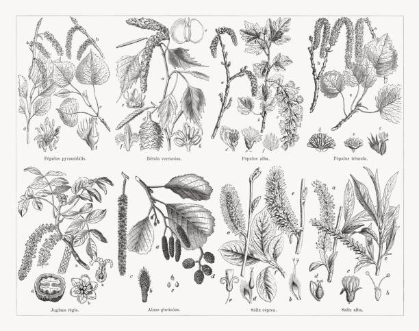 Deciduous trees, wood engravings, published in 1884 Deciduous trees, top: Black poplar (Populus nigra, or Populus pyramidalis), a-fruit catkins, b-staminate catkins, c+d-branches with leaves, e-staminate blossom, f-pistillate blossom; Silver birch (Betula pendula, or Betula verrucosa), a-flowering branch, b-staminate blossom, c-pistillate blossom, d-fruit (upper part), e-seed, f-carpel; White poplar (Populus alba), a-flowering branch, b-branch with leaves, c-fruit catkins, d-staminate blossom, e-open fruit capsule, f-hairy seed; Aspen (Populus tremula), a-staminate catkins, b-pistillate catkins, c-branch with leaves, d+e-pistillate blossom, f-capsule. Below: Walnut tree (Juglans regia), a-flowerin branch, b-blossom (enlarged), c-pistil (enlarged), d-fruit (walnut) cutted; European black alder (Alnus glutinosa), a-branch with leaves, b-pistillate blossoms, c-staminate blossoms, d-fruit cones, e-seed; Goat willow or goat sallow (Salix caprea), a-staminate catkins, b-a-staminate blossom (enlarged), c-pistillate catkins, d-pistillate blossom (enlarged), e-fruit (enlarged), f-flowering branch; White willow (Salix alba), a-branch with staminate blossoms, b-single staminate blossom (enlarged), c-branch with pistilate blossoms, d-single pistillate blossom (enlarged), e-fruit capsule (enlarged). Wood engravings, published in 1884. alder tree drawing stock illustrations