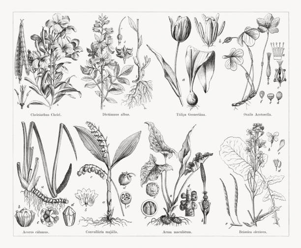 ilustraciones, imágenes clip art, dibujos animados e iconos de stock de plantas útiles y medicinales, grabados en madera, publicado en 1884 - winged spindletree illustrations