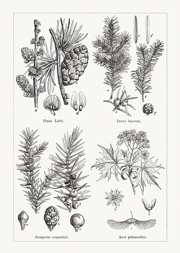 Coniferous and deciduous trees, top: European larch (Larix decidua, or Pinus larix), a-flowering branch, b-carpel, c-fruit branch with seed, d-seed (enlarged); European Yew (Taxus baccata), a-branch with staminate blossoms, b-branch with fruit blossoms, c+d-leaves, e-fruit blossoms (enlarged), f-staminate blossom. Below: Juniper (Juniperus communis), branch with staminate blossoms, b-staminate blossom catkin (enlarged), c-fruit blossom catkin (enlarged), d-branch with fruits and fruit blossoms, e-fruit (enlarged); Norway maple (Acer platanoides), a-flowering branch, b-blossom, c-young fruit, d-fruit. Wood engravings, published in 1884.