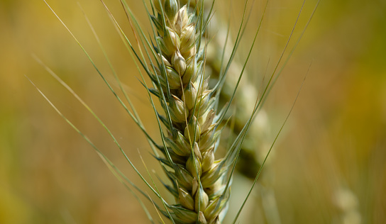 common wheat, bread wheat, soft wheat, Triticum vulgare, wheat, Triticum aestivum, Triticeae, Pooideae
