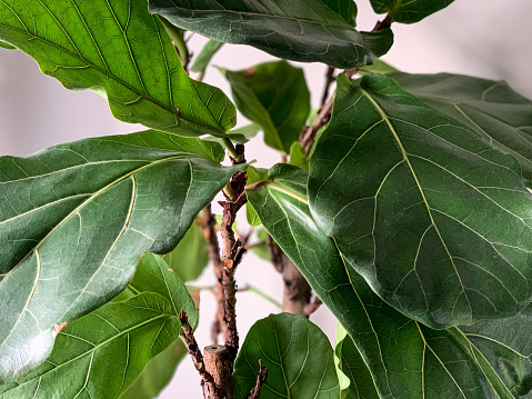 Fiddle-leaf fig, ficus lyrata, sitting in a sunny area at home. Ficus lirata close-up detail. houseplant.
