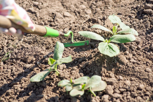 istock Removing grass with hoe in garden 1414205481