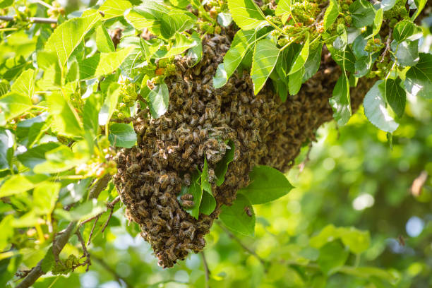 istock Swarm of bees on a tree 1414205494