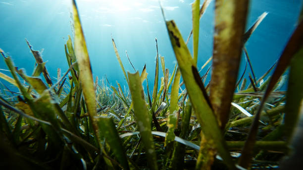 istock Inside the seaweed in the ocean 1414205700