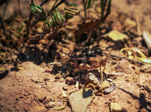 small brown grasshopper camouflaged on dry arid ground