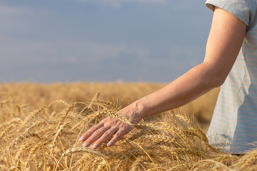 a woman runs her hand through the ears of wheat in the field. High quality photo