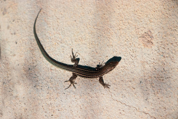 istock lizard on stone wall in the summer sun 1414206079