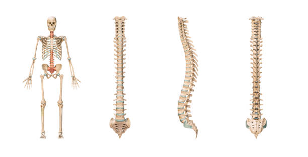 Accurate spine or spinal column of human skeletal system or skeleton isolated on white background 3D rendering illustration. Anterior, lateral and posterior views. Anatomy, medical, osteology, healthcare, science concept. columna vertebral o columna vertebral precisa del sistema esquelético humano o esqueleto aislado sobre fondo blanco ilustración de renderizado 3d. vistas anteriores, laterales y posteriores. anatomía, medicina, osteología, salud, concepto científico.