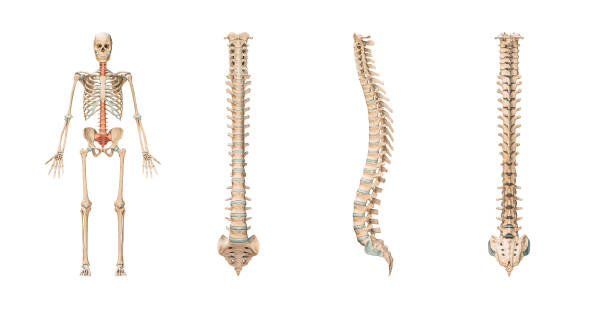 Accurate spine or spinal column of human skeletal system or skeleton isolated on white background 3D rendering illustration. Anterior, lateral and posterior views. Anatomy, medical, osteology, healthcare, science concept. stock photo