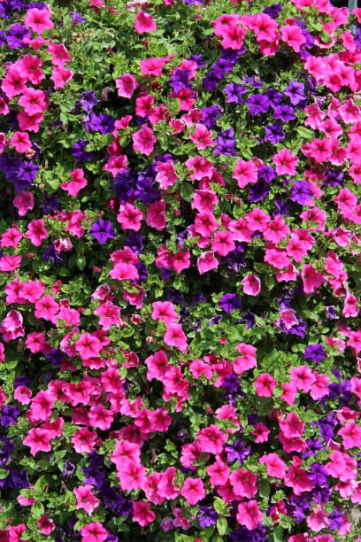 pink purple bell flowers blooming in nature. Big bush of blossoming ipomoea pink purple bell flowers blooming in nature. Big bush of blossoming ipomoea. Blooming garden flowers. Pink and dark blue ipomoea flowers. Summer flowers ipomoea purpurea stock pictures, royalty-free photos & images