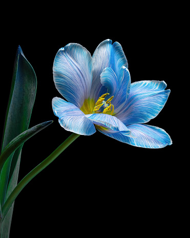 Beautiful blue-white tulip with stem and leaf isolated on black background, yellow pollen, close-up studio photography