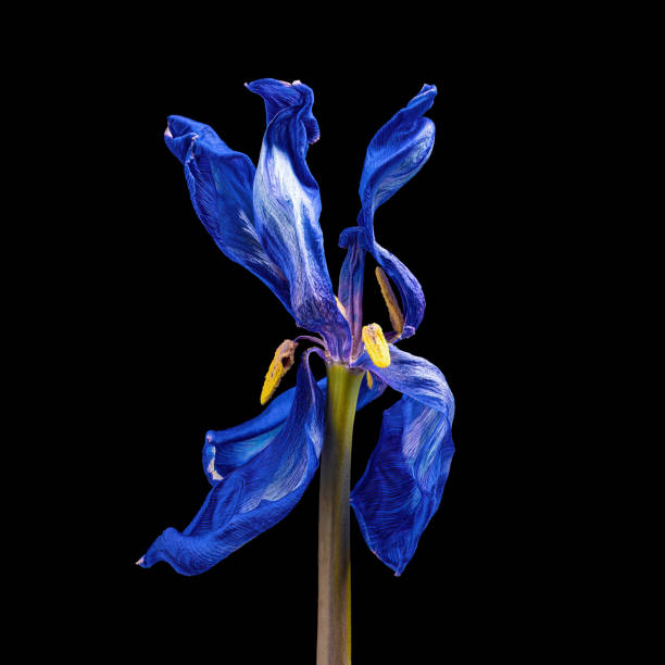 istock Blue-white wilting tulip with stem and pollen isolated on black background. 1414210758