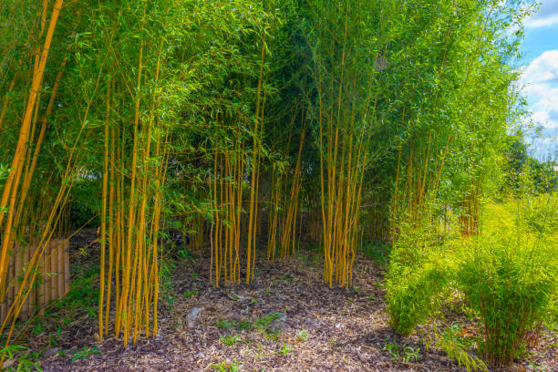 Green lush bamboo forest in bright sunlight and shadow in a park in summer, Almere, Flevoland, Netherlands, August, 2022