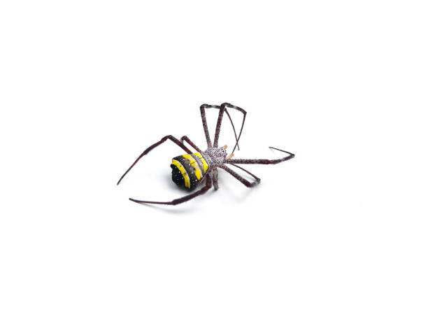 Dead St Andrew's cross spider isolated on white background, selective focus