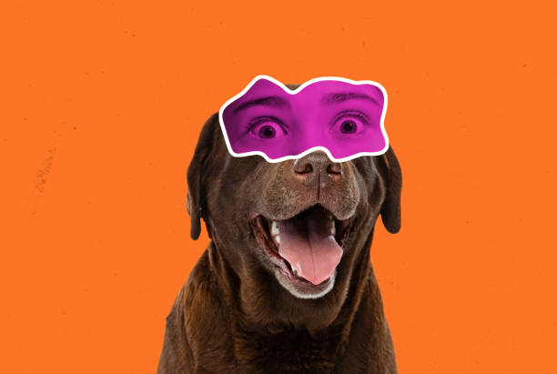 Creative collage with breed dog, chocolate labrador with female eyes expressing different emotions isolated over orange background. Magazine style.