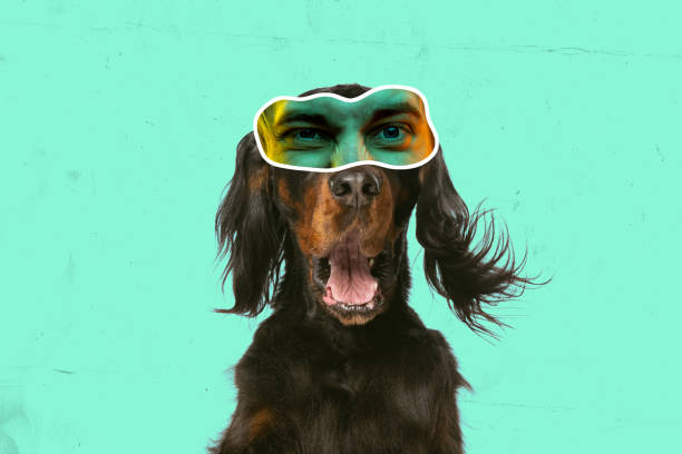 istock Contemporary art collage with breed dog with human eyes expressing different emotions isolated over cyan color background. Magazine style 1414214936