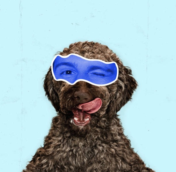 istock Contemporary art collage with breed dog with human eyes expressing different emotions isolated over blue color background. Magazine style 1414214942