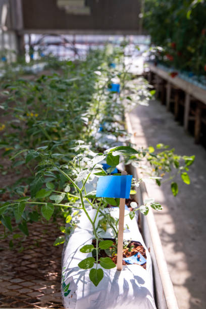 tomaten im forschungs- und entwicklungsgewächshaus - agriculture greenhouse research science stock-fotos und bilder