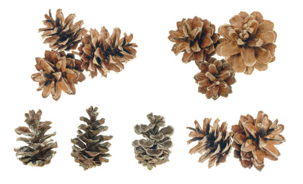 istock pine cones of conifer plants.Isolated on a white background. for card, wrap, invitation. 1414216433