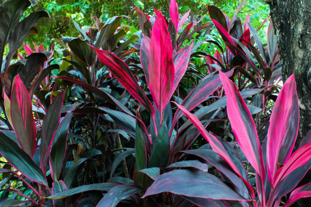 Cordyline fruticosa in the garden. Cordyline fruticosa in the garden. It is an herb and is used as an ornamental plant with beautiful leaves. In Indonesia it is called the Andong plant ti plant stock pictures, royalty-free photos & images