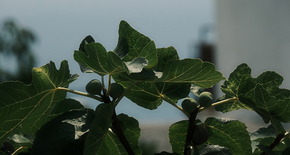 Close up of large ripe spring (breba) fruit of Mission fig, Ficus carica 'Mission', with immature main crop fruits in background.