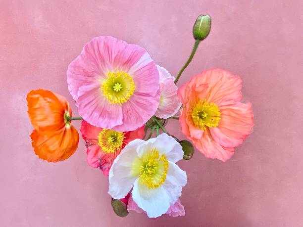 Horizontal flat lay of vase of poppy flowers in pink orange red and white with Bud against soft pink table