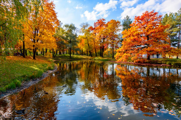 großer teich im herbst im katharinenpark, puschkin (zarskoje selo), sankt petersburg, russland - catharine stock-fotos und bilder