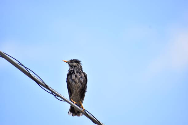 Portrait of the bird called starling stock photo