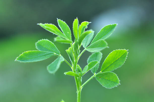 nel campo primaverile cresce la giovane erba medica - alfalfa foto e immagini stock