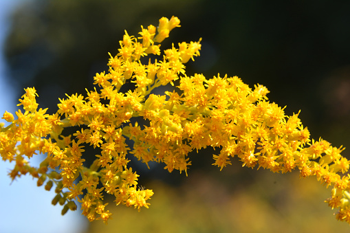 Solidago canadensis blooms wildly in nature in late summer