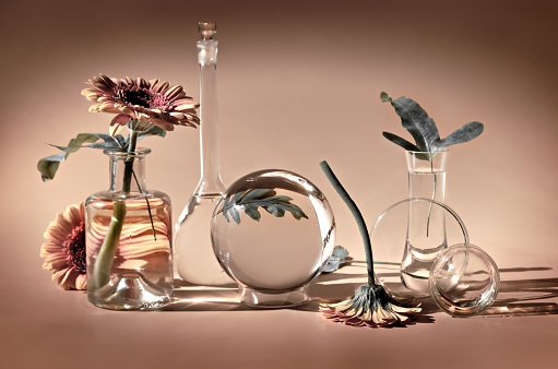 Biophilia design background. White gerbera and exotic leaves. Flowers, transparent glass jars, small bottles. Distorted floral elements with reflections. Beige background. Natural sunlight, long shadows, sun flare.