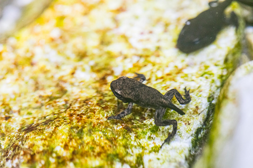 A close up of a Blue-spotted Salamander on a bed of moss.