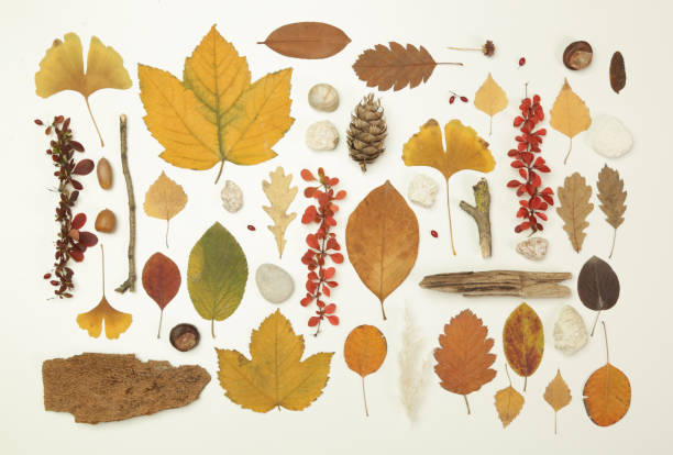 istock Autumn elements collection. Autumn seasonal composition with various elements: leaves, twigs, bark, cones, chestnut and stones. Design elemets isoated on white background. 1414220918
