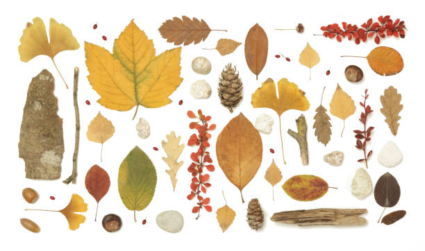 istock Autumn elements collection. Autumn seasonal composition with various elements: leaves, twigs, bark, cones, chestnut and stones. Design elemets isoated on white background. 1414220922