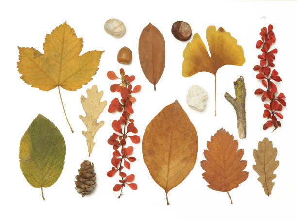 istock Autumn elements collection. Autumn seasonal composition with various elements: leaves, twigs, bark, cones, chestnut and stones. Design elemets isoated on white background. 1414220924