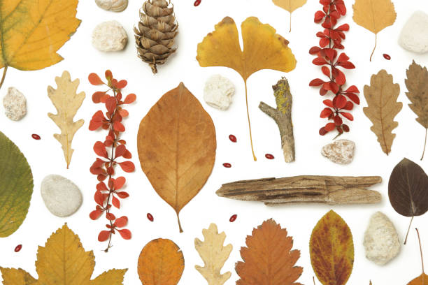 istock Autumn elements collection. Autumn seasonal composition with various elements: leaves, twigs, bark, cones, chestnut and stones. Design elemets isoated on white background. 1414220942