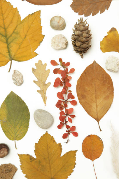 istock Autumn elements collection. Autumn seasonal composition with various elements: leaves, twigs, bark, cones, chestnut and stones. Design elemets isoated on white background. 1414220946