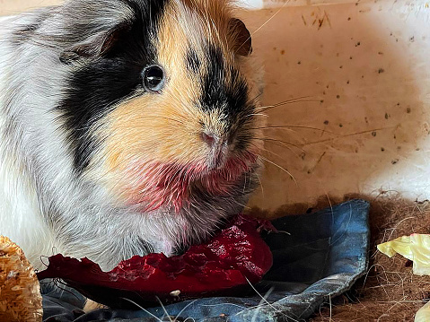 Stock photo showing an indoor enclosure containing an Abyssinian guinea pig (Cavia porcellus) eating beetroot.