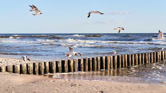 Seaside of Baltic Sea in Poland. Seagulls over stormy sea, with waves hiting wooden poles. Windy day with blue sky.Lines of wooden poles protect beach and work as wave breakers.