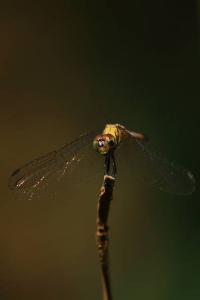 istock wandering glider (pantala flavescens) on a branch, tropical rainforest in india 1414221439