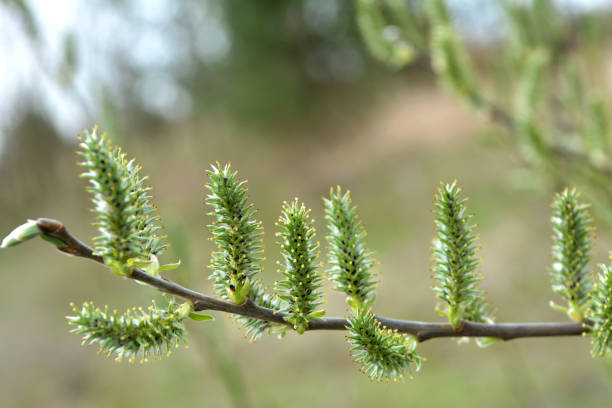 blühender weidenzweig (salix) - goat willow stock-fotos und bilder