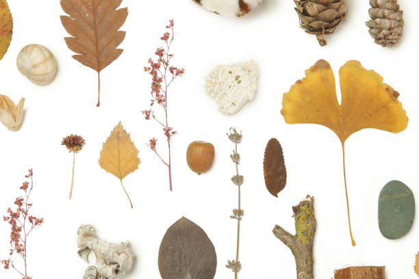 istock Autumn elements collection. Autumn seasonal composition with various elements: leaves, twigs, bark, cones, chestnut and stones. Design elemets isoated on white background. 1414221902