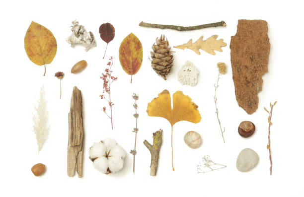Autumn elements collection. Autumn seasonal composition with various elements: leaves, twigs, bark, cones, chestnut and stones. Design elemets isoated on white background.