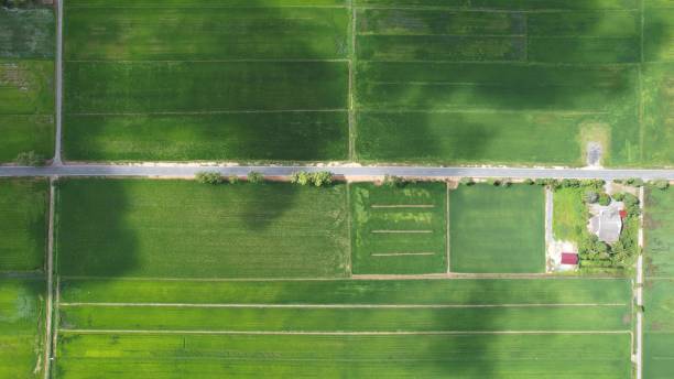 istock The Paddy Rice Fields of Kedah and Perlis, Malaysia 1414222468