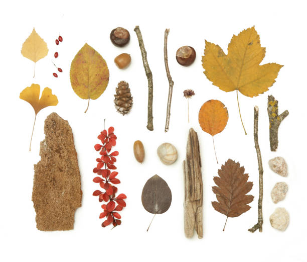 istock Autumn elements collection. Autumn seasonal composition with various elements: leaves, twigs, bark, cones, chestnut and stones. Design elemets isoated on white background. 1414222480